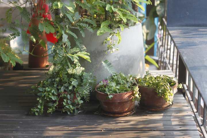 Vasos com plantas agrupados num deck de madeira junto a um gradeamento