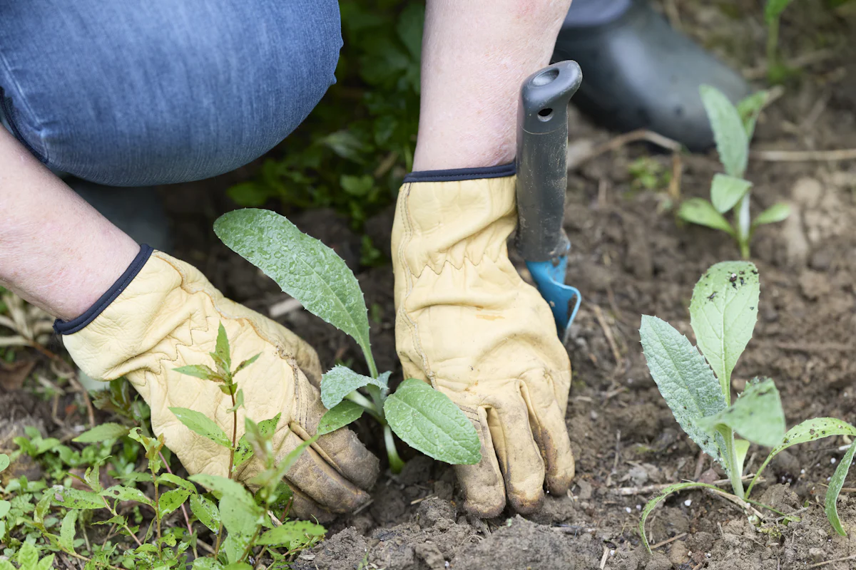 Mãos com luvas a plantar pequenas plântulas com uma pá de jardinagem
