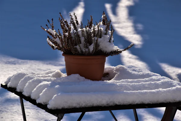Vaso de barro com urze polvilhada de neve numa mesa de jardim