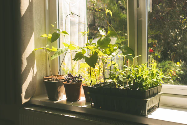 Plantas jovens em vasos num parapeito soalheiro